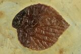 Fossil Leaf (Davidia) - Montana #269359-2